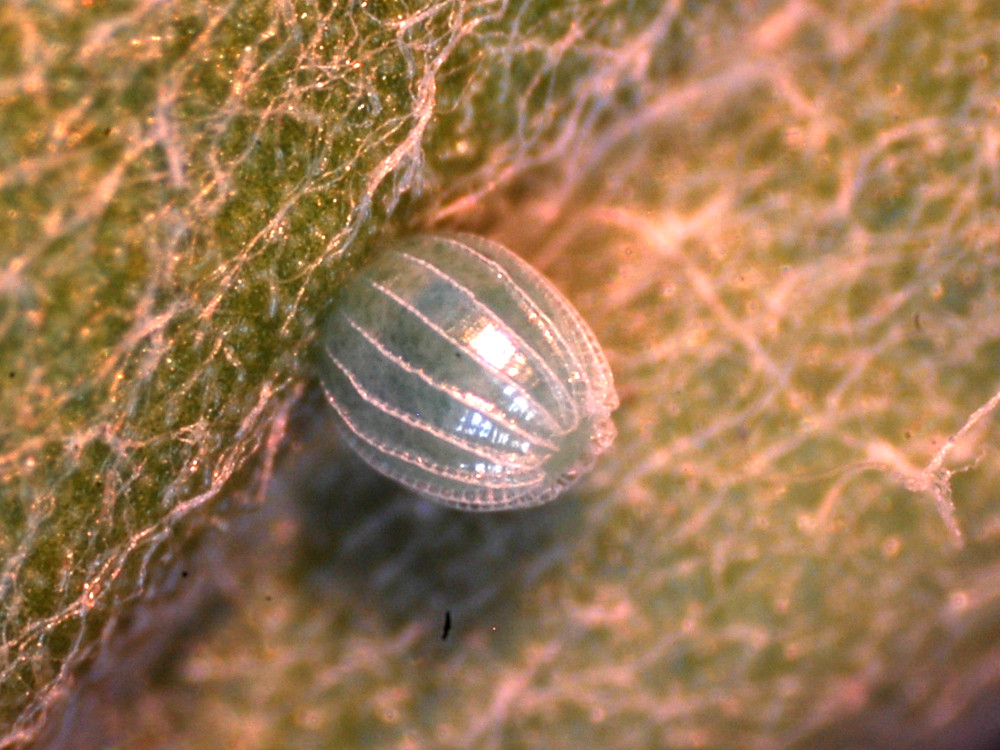 Bild Nr.07245 zum Vergrößern klicken Bild Nr.07245