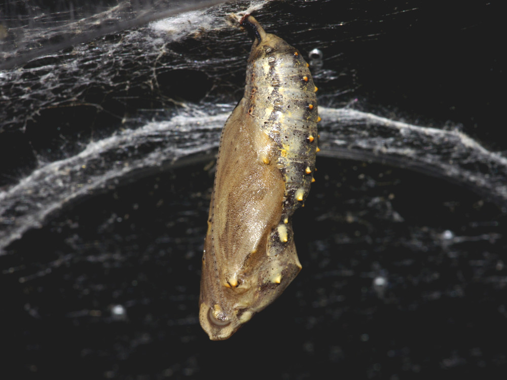 Bild Nr.07245 zum Vergrößern klicken Bild Nr.07245