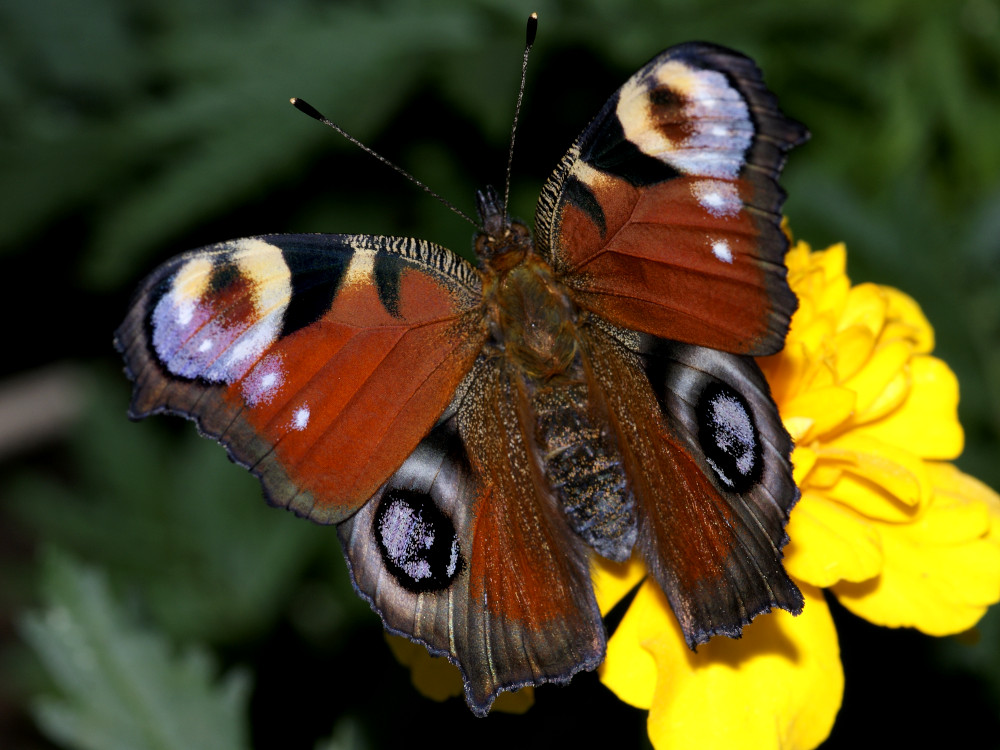 Bild Nr.07248 zum Vergrößern klicken Bild Nr.07248