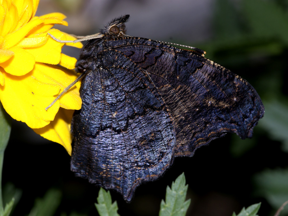 Bild Nr.07248 zum Vergrößern klicken Bild Nr.07248