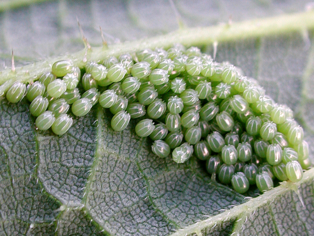 Bild Nr.07248 zum Vergrößern klicken Bild Nr.07248