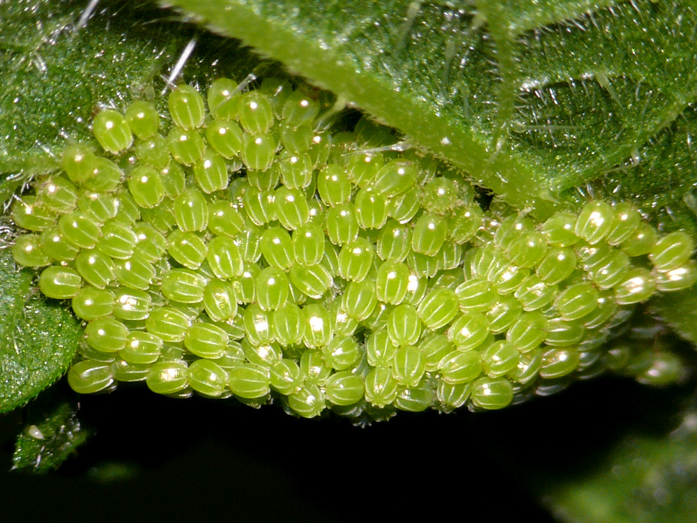 Bild Nr.07248 zum Vergrößern klicken Bild Nr.07248