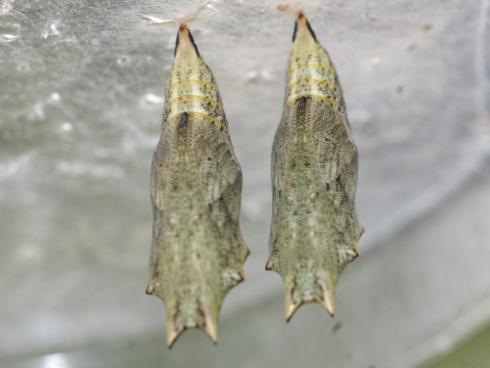 Bild Nr.07248 zum Vergrößern klicken Bild Nr.07248