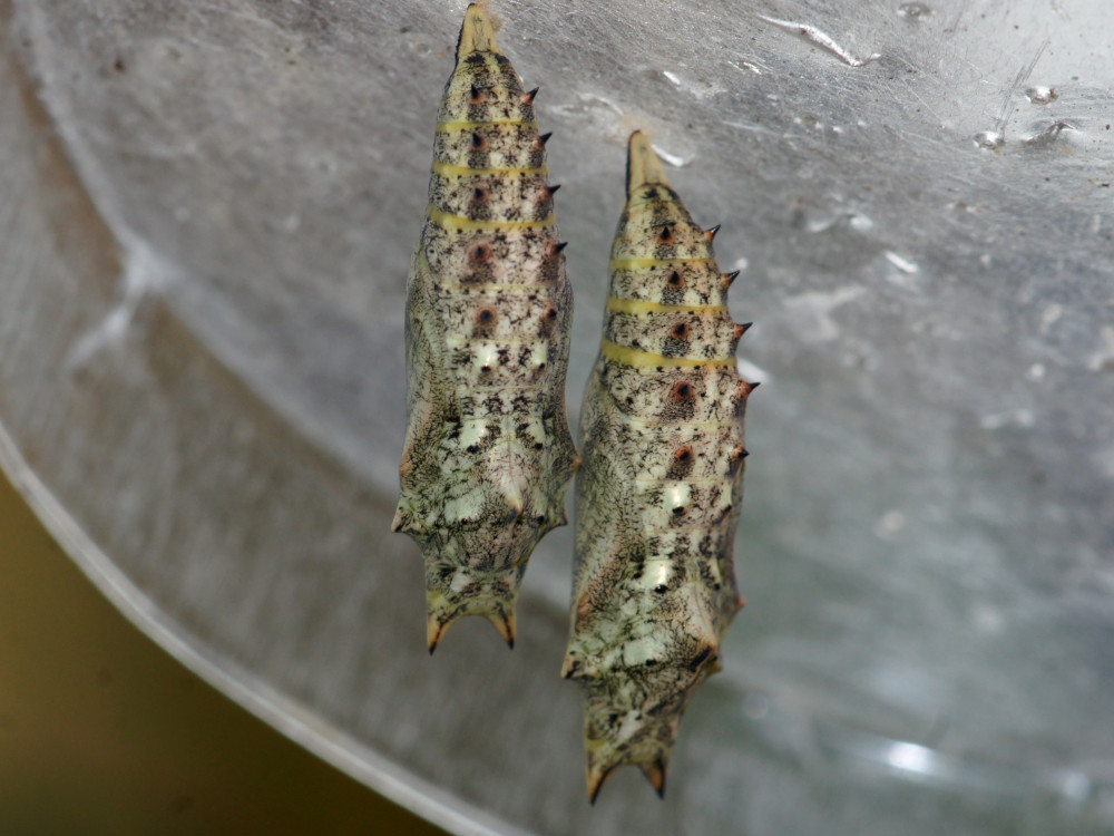 Bild Nr.07248 zum Vergrößern klicken Bild Nr.07248