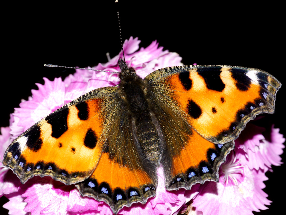 Bild Nr.07250 zum Vergrößern klicken Bild Nr.07250