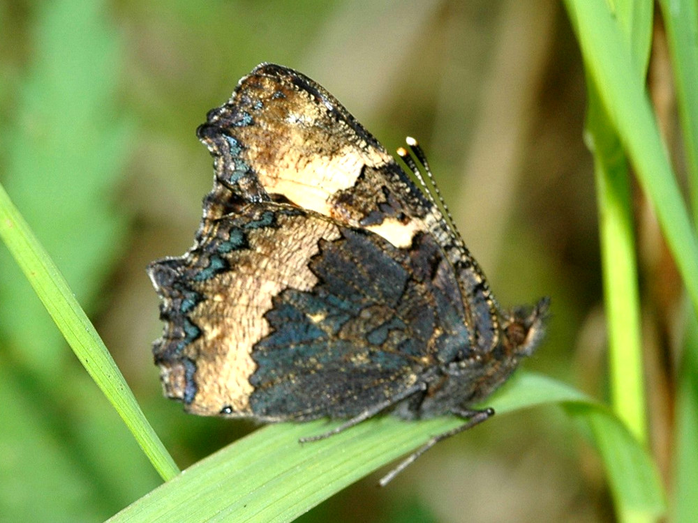 Bild Nr.07250 zum Vergrößern klicken Bild Nr.07250