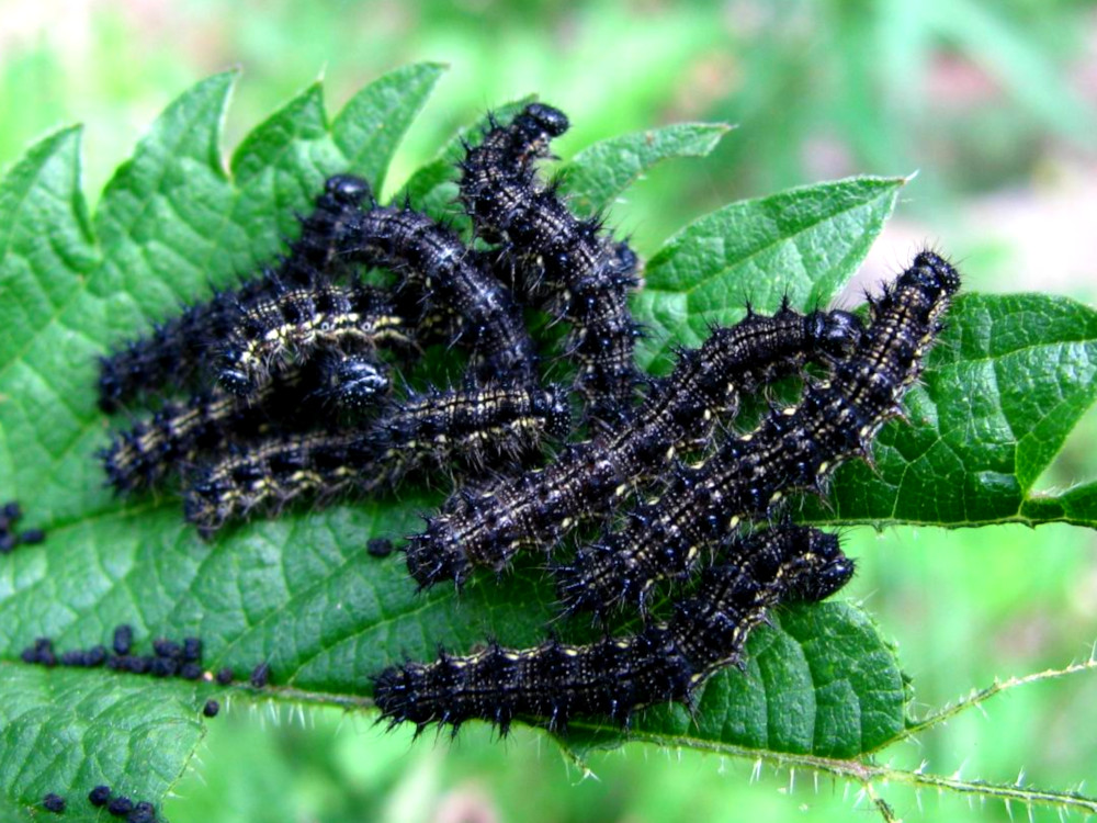 Bild Nr.07250 zum Vergrößern klicken Bild Nr.07250