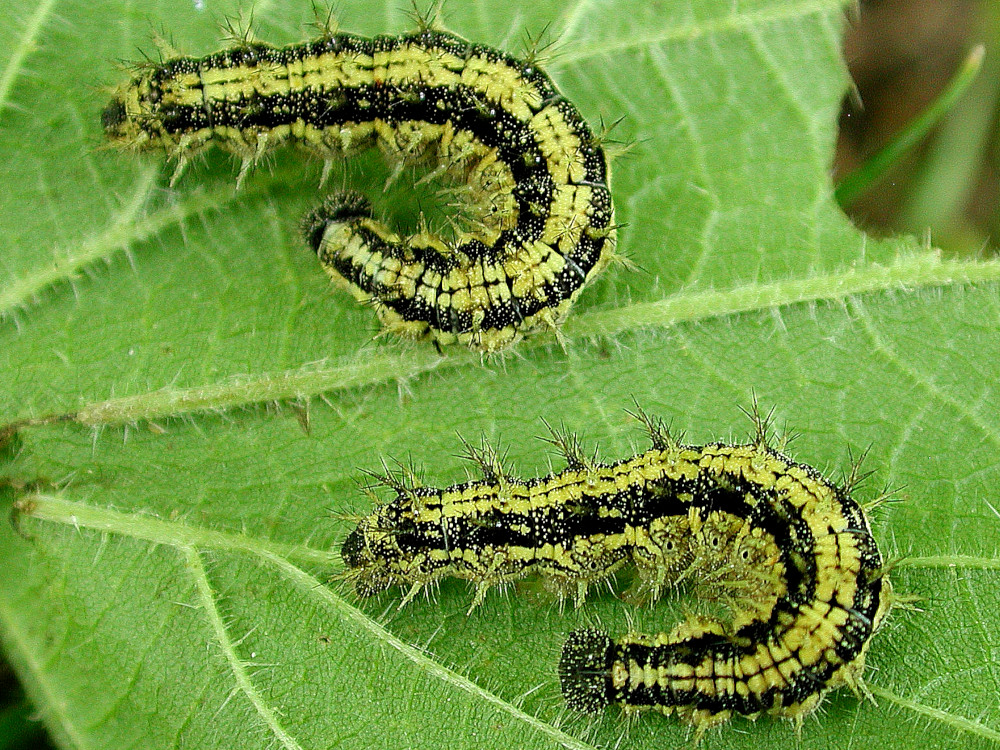 Bild Nr.07250 zum Vergrößern klicken Bild Nr.07250