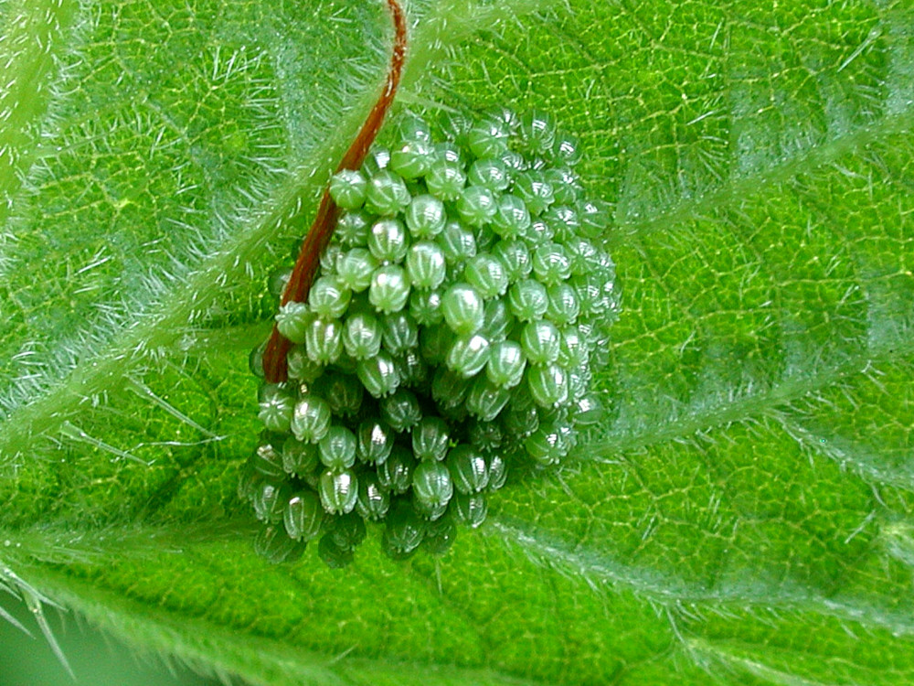 Bild Nr.07250 zum Vergrößern klicken Bild Nr.07250