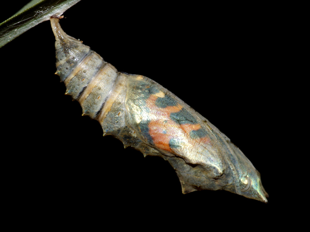 Bild Nr.07250 zum Vergrößern klicken Bild Nr.07250