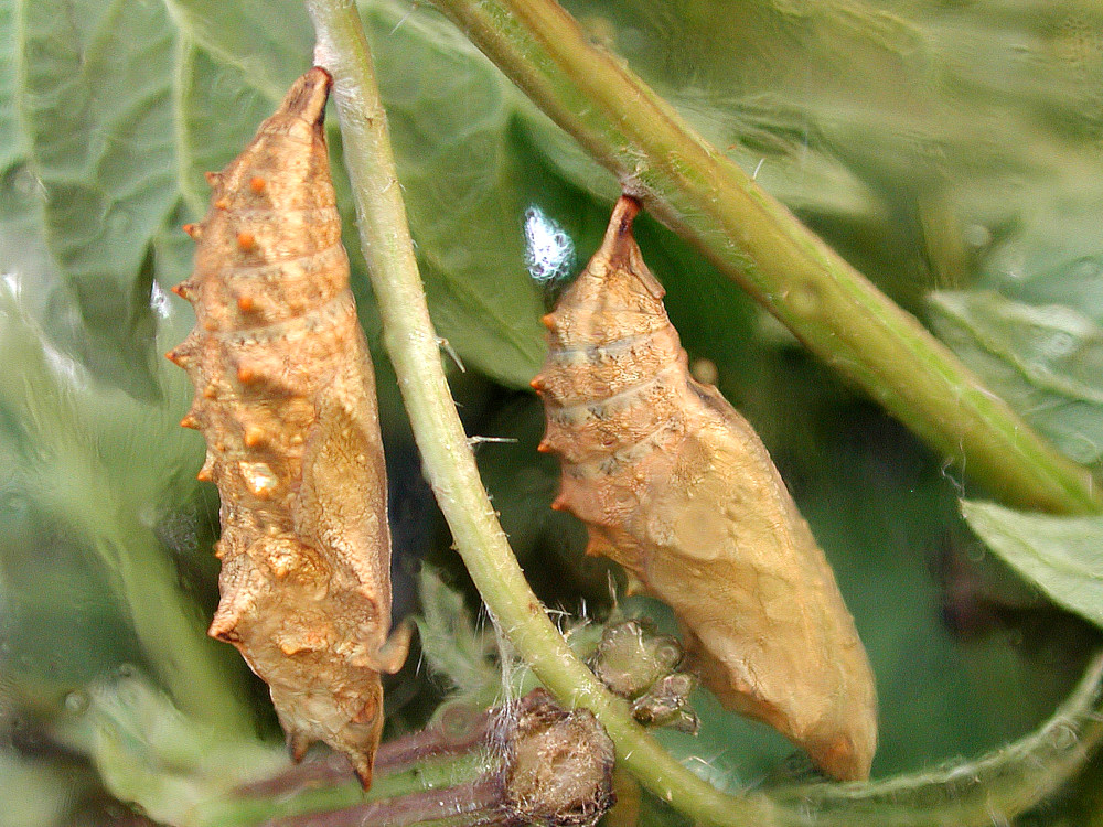 Bild Nr.07250 zum Vergrößern klicken Bild Nr.07250