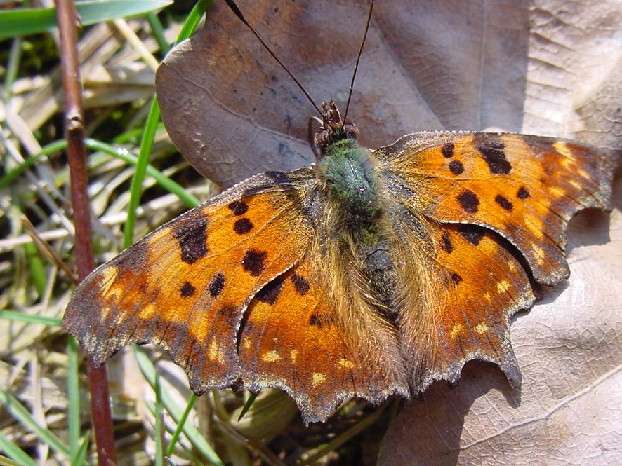 Bild Nr.07252 zum Vergrößern klicken Bild Nr.07252