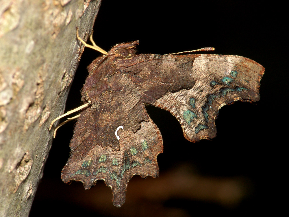 Bild Nr.07252 zum Vergrößern klicken Bild Nr.07252