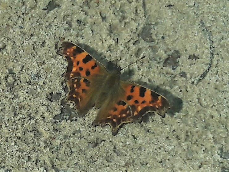 Bild Nr.07252 zum Vergrößern klicken Bild Nr.07252