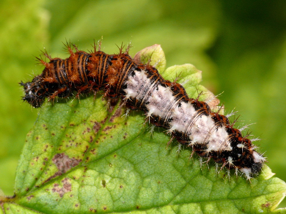 Bild Nr.07252 zum Vergrößern klicken Bild Nr.07252