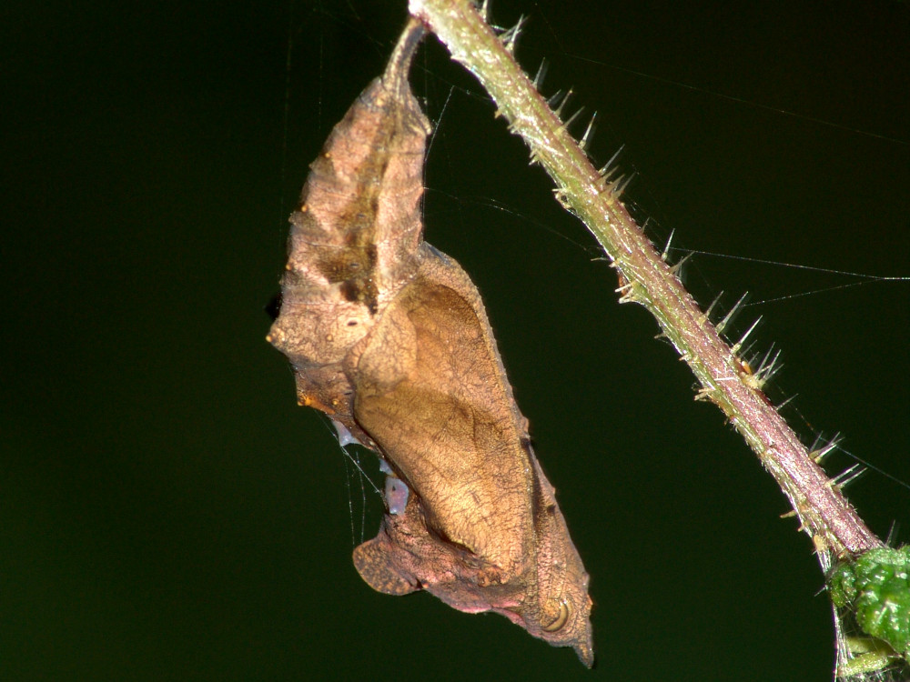 Bild Nr.07252 zum Vergrößern klicken Bild Nr.07252