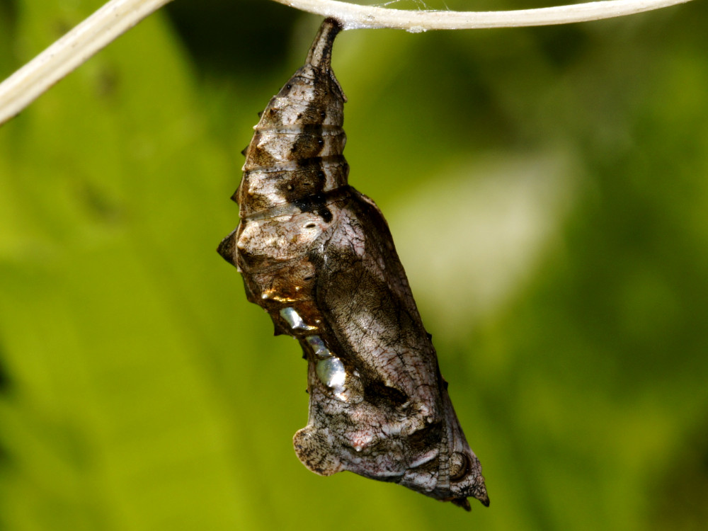 Bild Nr.07252 zum Vergrößern klicken Bild Nr.07252