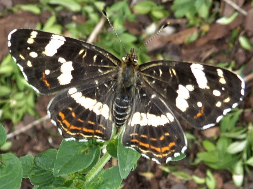 Bild Nr.07255 zum Vergrößern klicken Bild Nr.07255