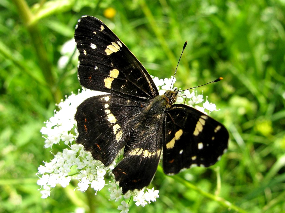 Bild Nr.07255 zum Vergrößern klicken Bild Nr.07255