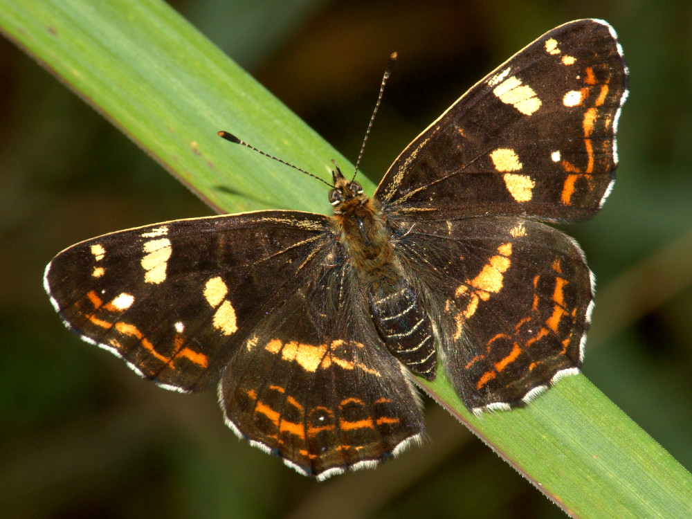 Bild Nr.07255 zum Vergrößern klicken Bild Nr.07255