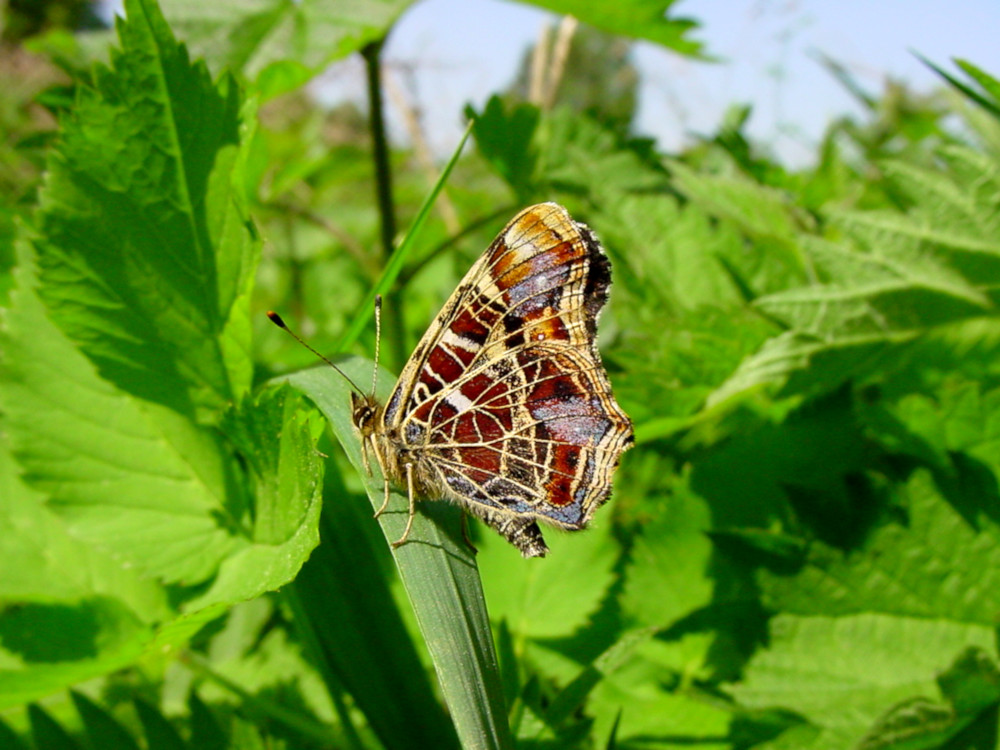 Bild Nr.07255 zum Vergrößern klicken Bild Nr.07255