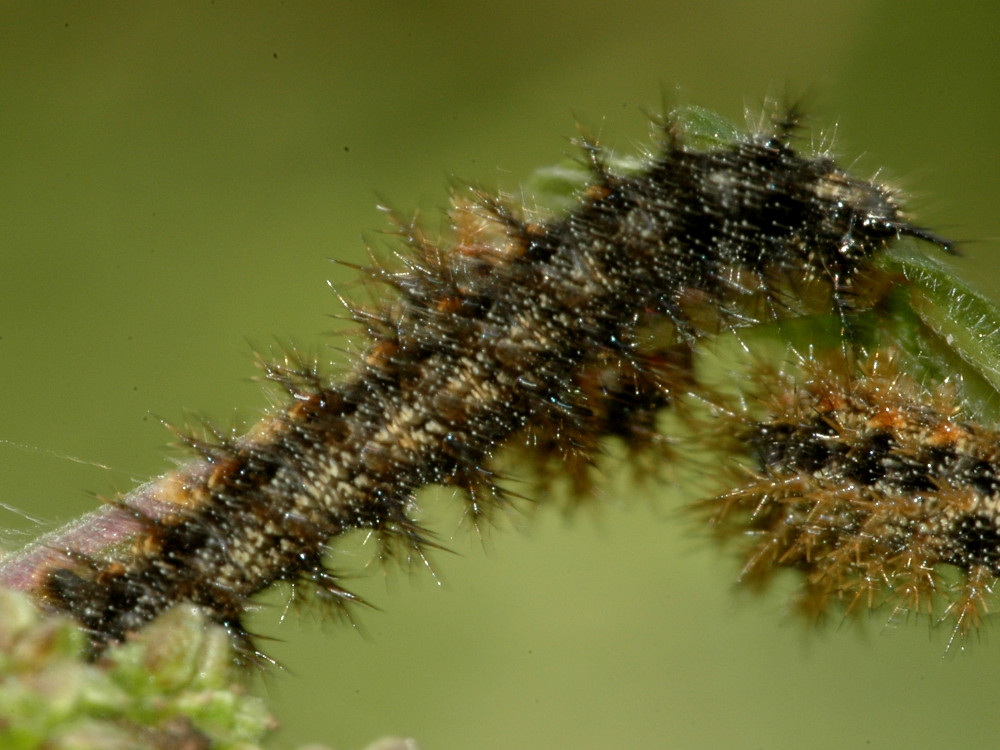 Bild Nr.07255 zum Vergrößern klicken Bild Nr.07255