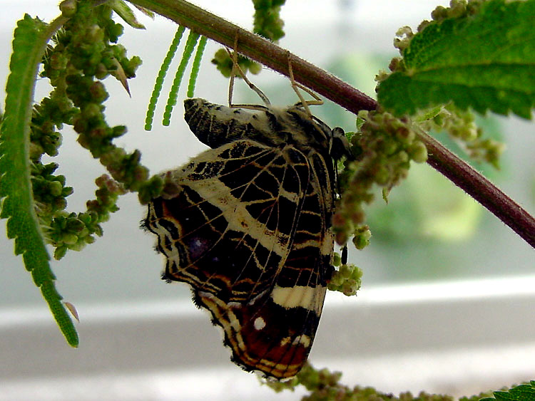 Bild Nr.07255 zum Vergrößern klicken Bild Nr.07255