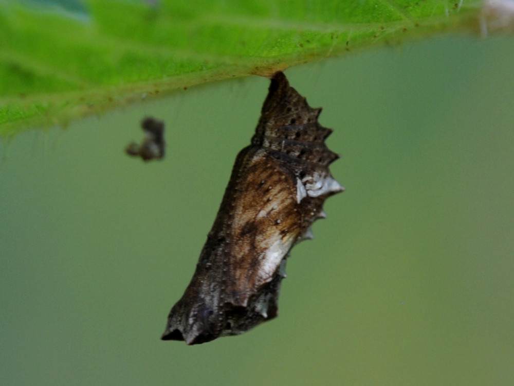 Bild Nr.07255 zum Vergrößern klicken Bild Nr.07255