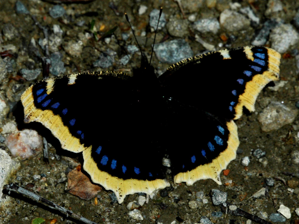 Bild Nr.07257 zum Vergrößern klicken Bild Nr.07257