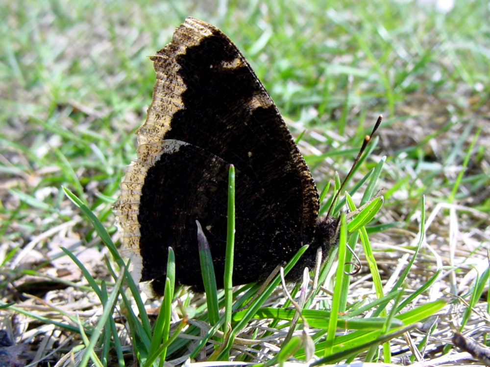 Bild Nr.07257 zum Vergrößern klicken Bild Nr.07257