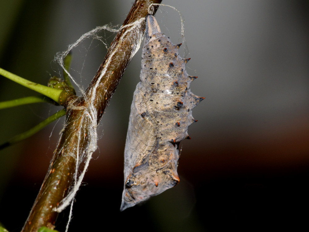Bild Nr.07257 zum Vergrößern klicken Bild Nr.07257