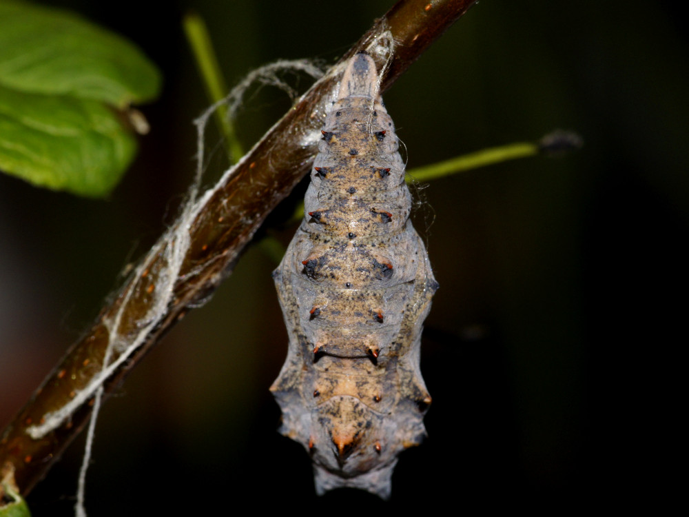 Bild Nr.07257 zum Vergrößern klicken Bild Nr.07257