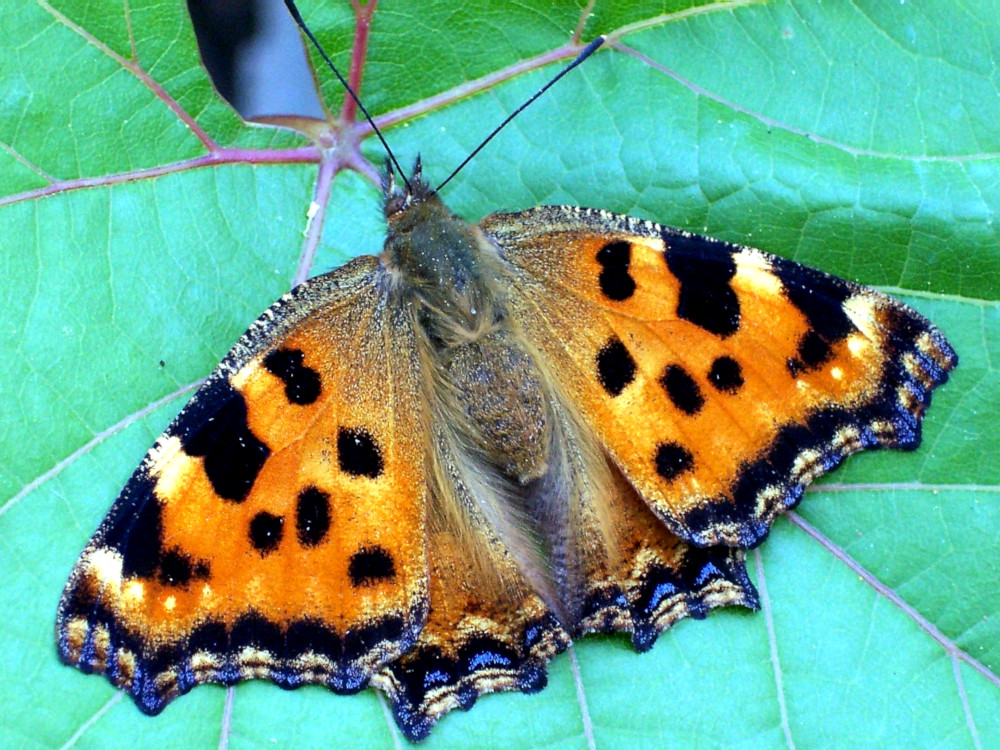 Bild Nr.07258 zum Vergrößern klicken Bild Nr.07258