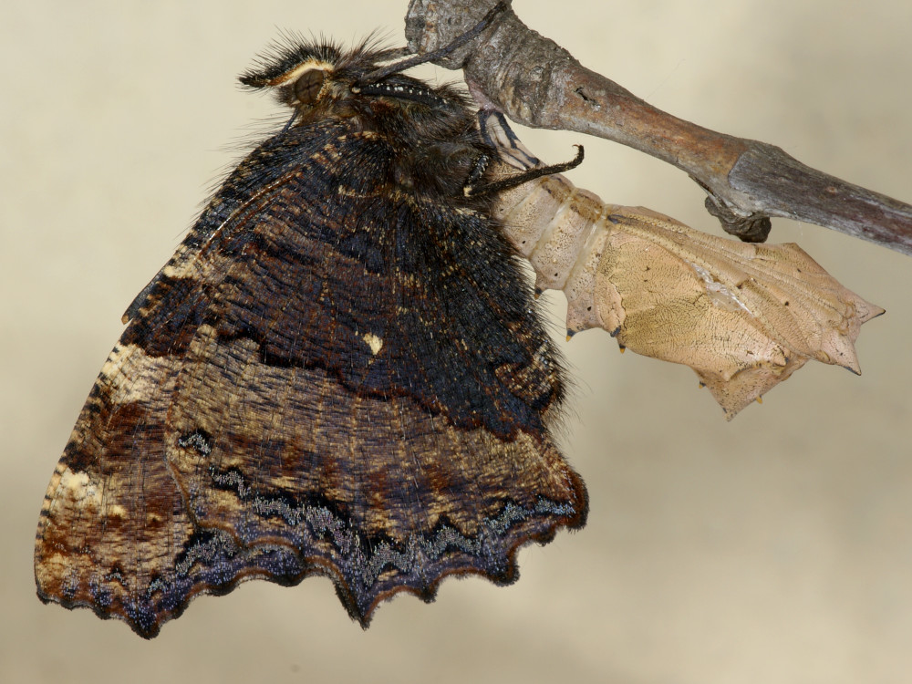 Bild Nr.07258 zum Vergrößern klicken Bild Nr.07258