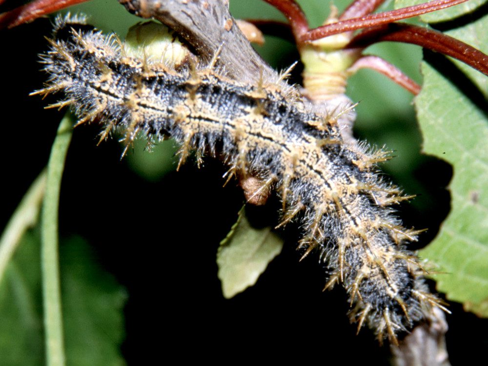 Bild Nr.07258 zum Vergrößern klicken Bild Nr.07258