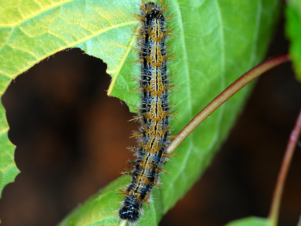 Bild Nr.07258 zum Vergrößern klicken Bild Nr.07258