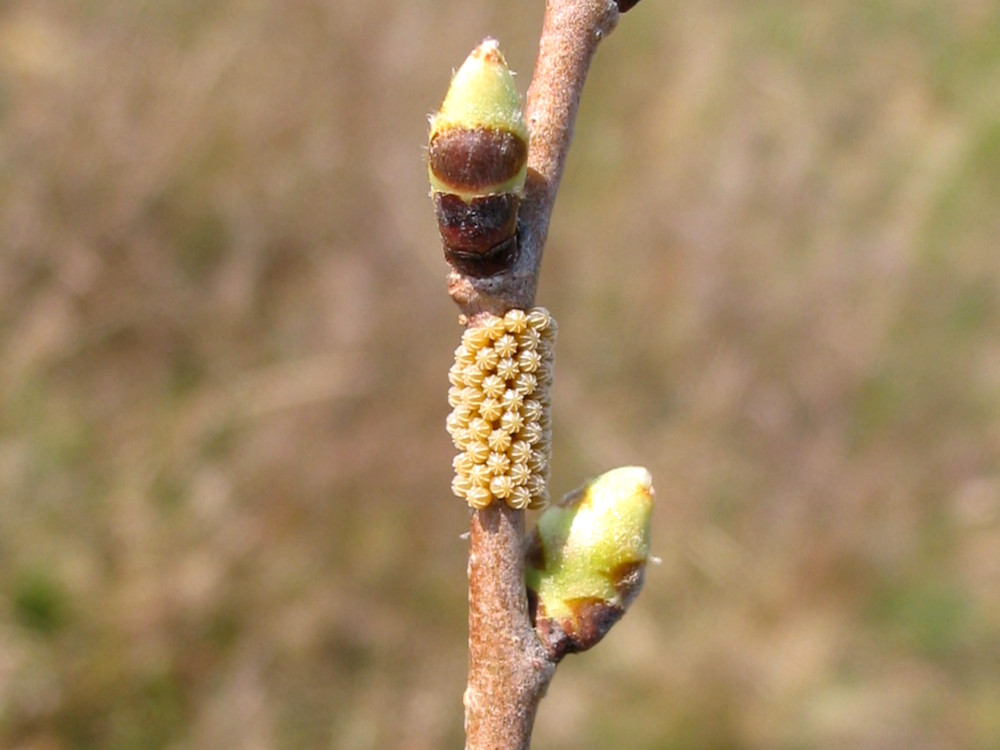 Bild Nr.07258 zum Vergrößern klicken Bild Nr.07258