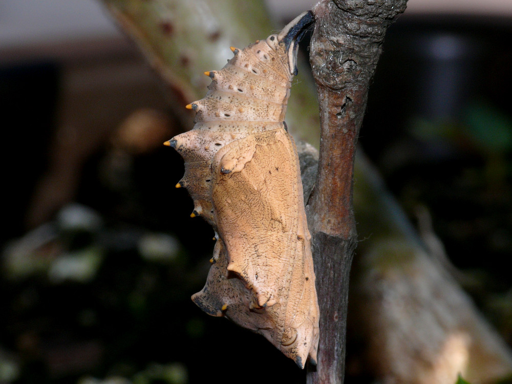 Bild Nr.07258 zum Vergrößern klicken Bild Nr.07258