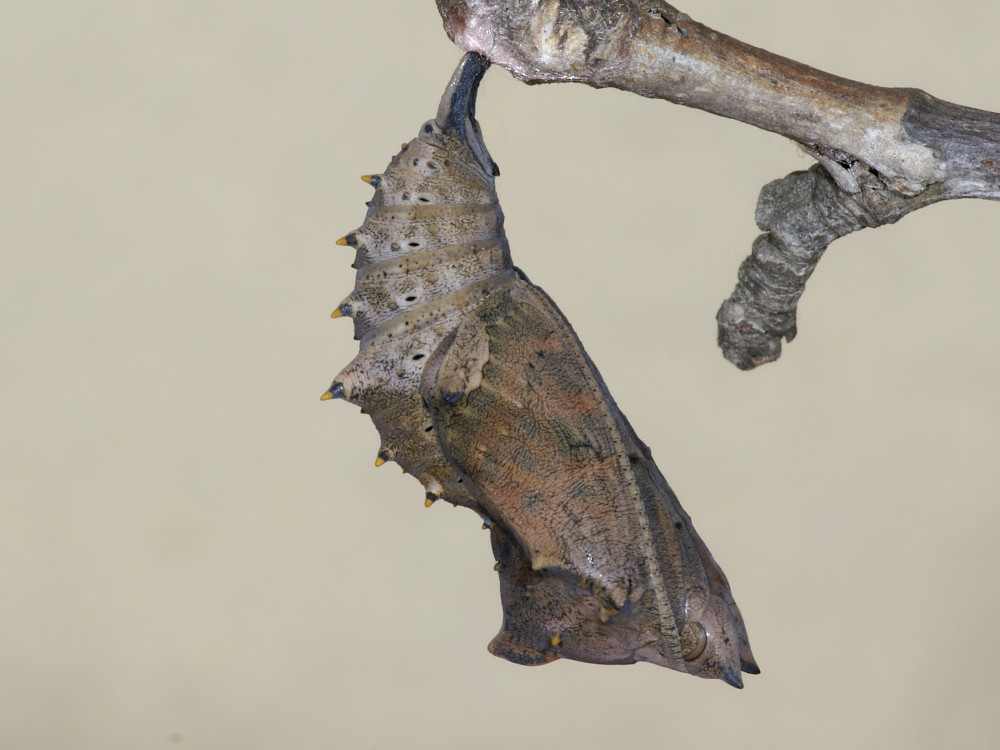 Bild Nr.07258 zum Vergrößern klicken Bild Nr.07258