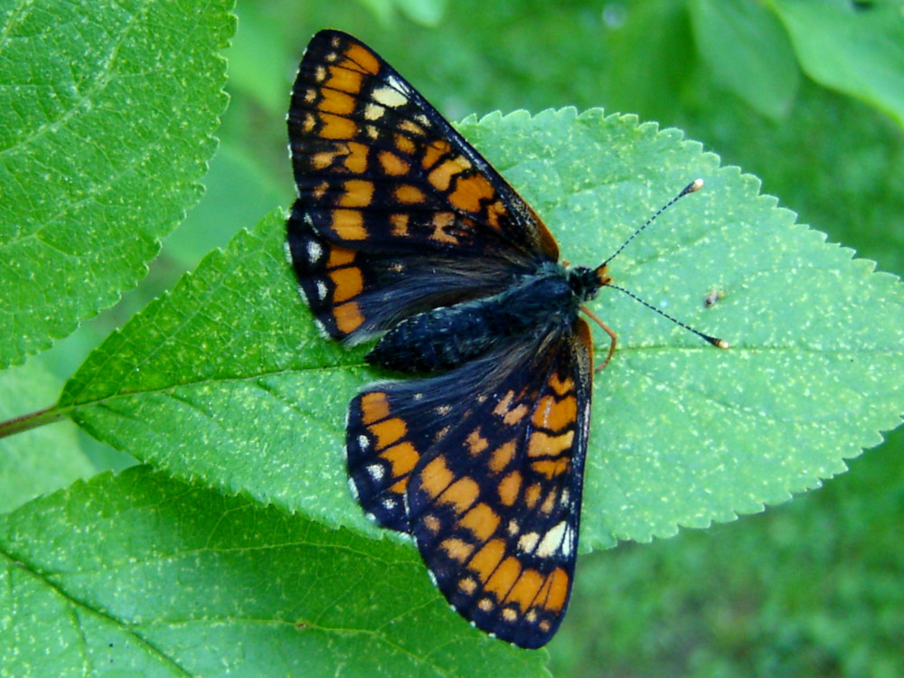 Bild Nr.07266 zum Vergrößern klicken Bild Nr.07266