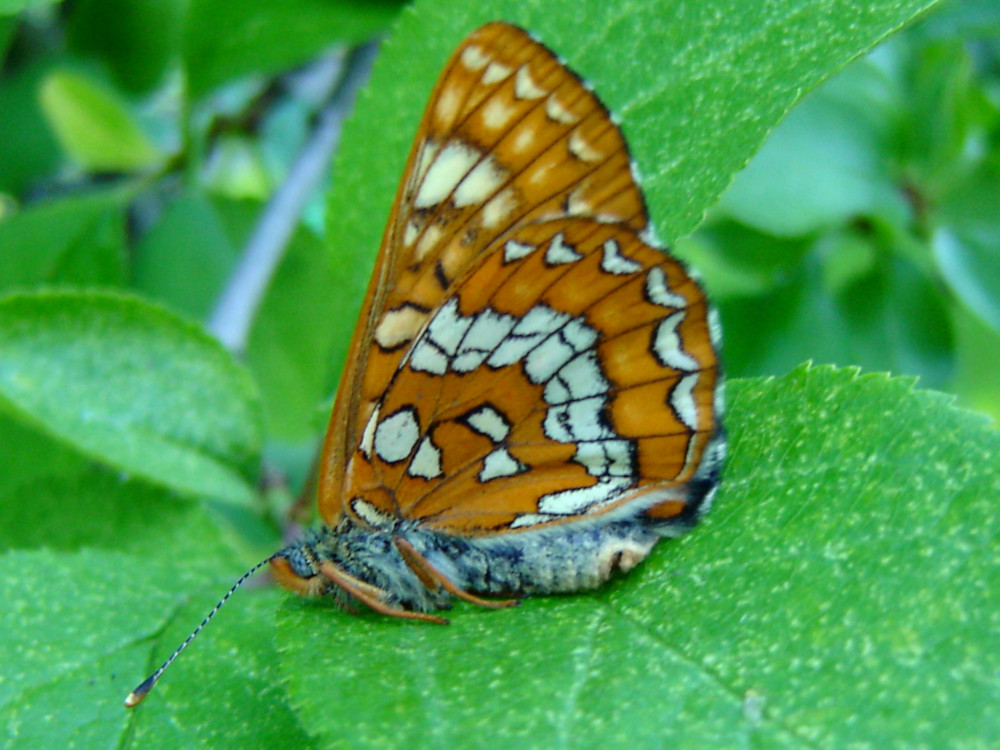 Bild Nr.07266 zum Vergrößern klicken Bild Nr.07266