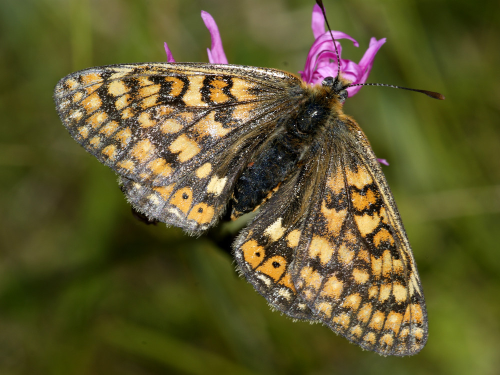 Bild Nr.07268 zum Vergrößern klicken Bild Nr.07268