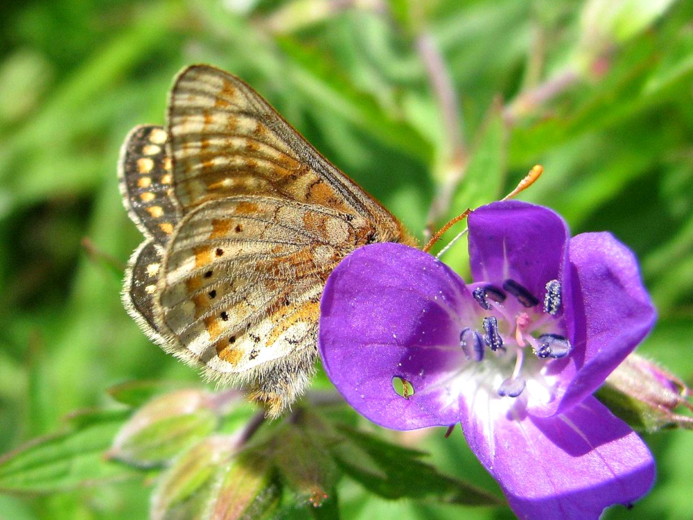 Bild Nr.07268 zum Vergrößern klicken Bild Nr.07268