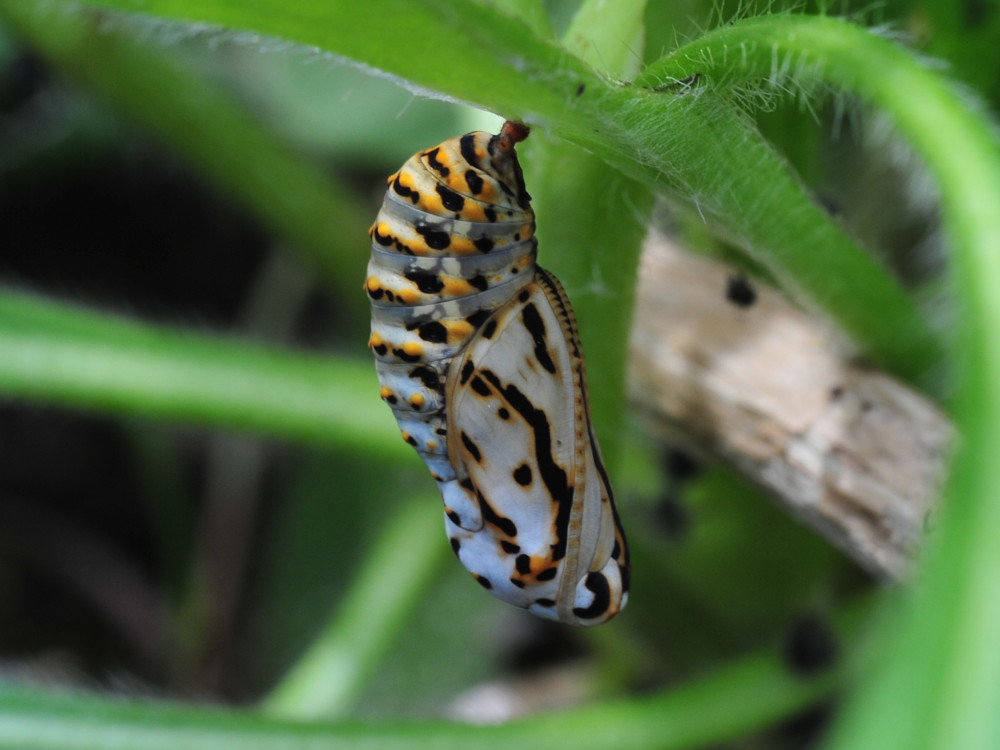 Bild Nr.07268 zum Vergrößern klicken Bild Nr.07268