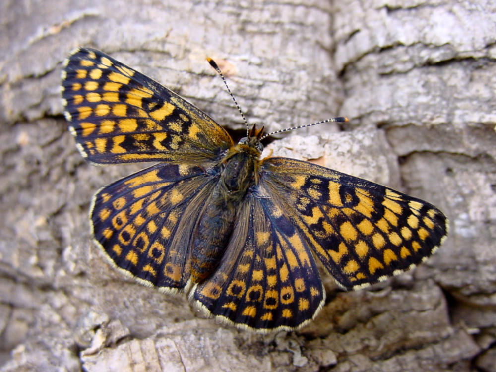 Bild Nr.07270 zum Vergrößern klicken Bild Nr.07270