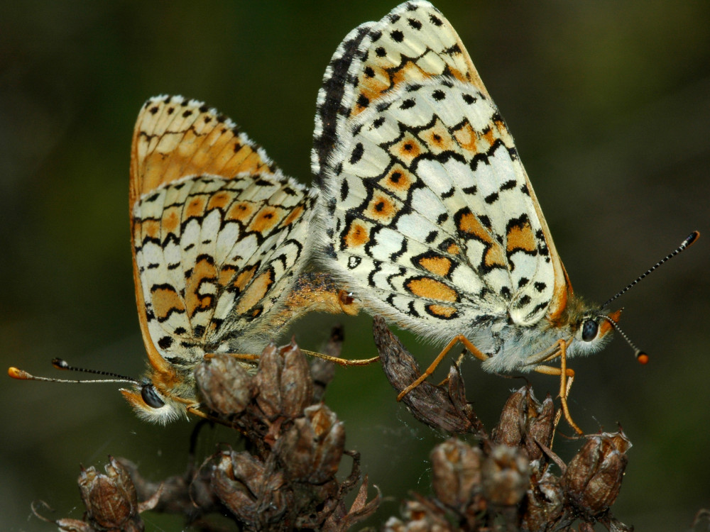 Bild Nr.07270 zum Vergrößern klicken Bild Nr.07270