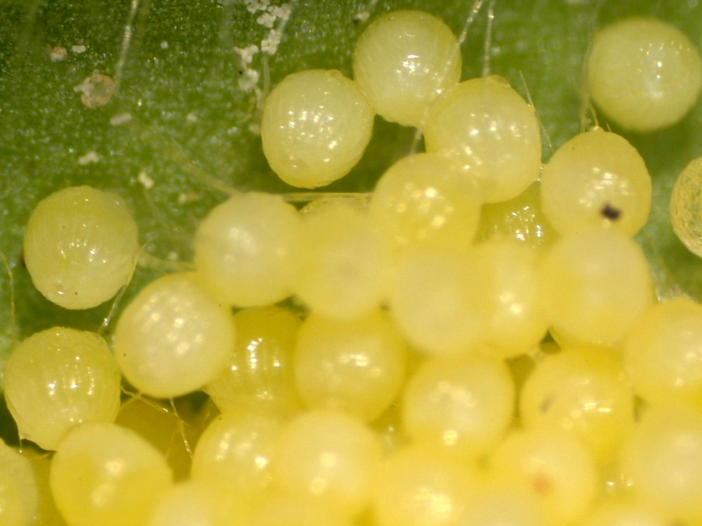 Bild Nr.07270 zum Vergrößern klicken Bild Nr.07270