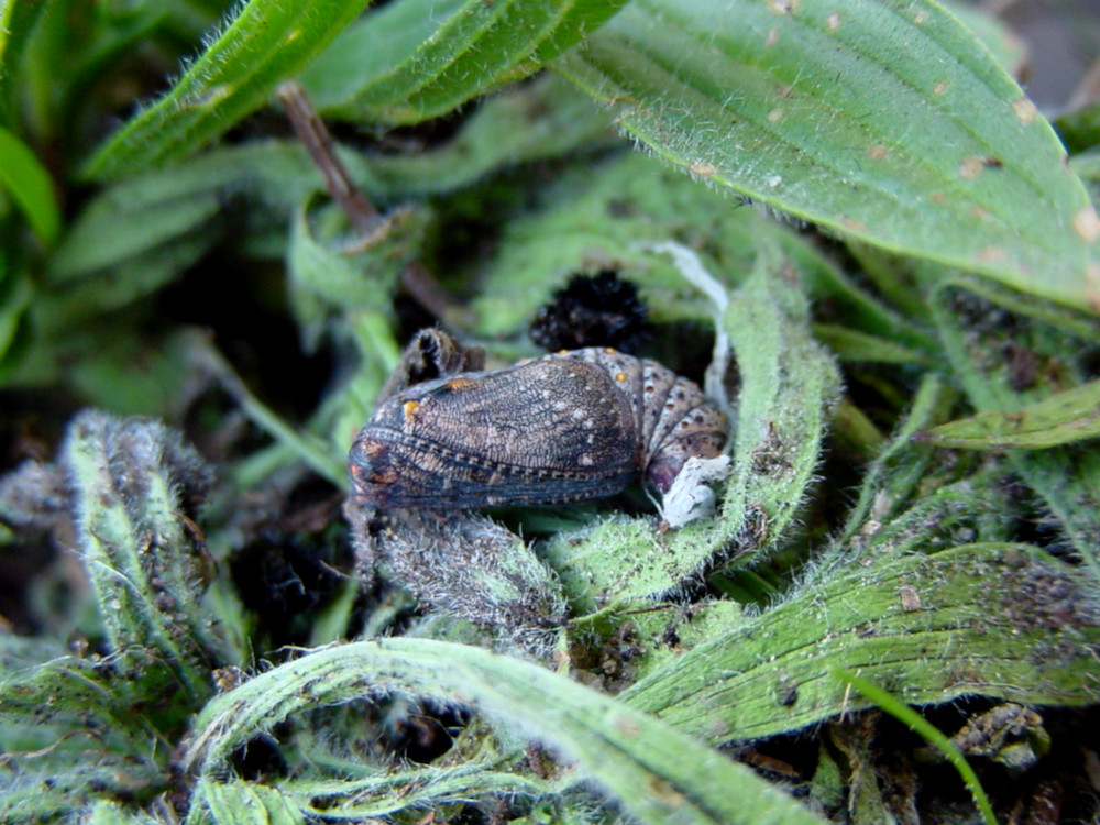 Bild Nr.07270 zum Vergrößern klicken Bild Nr.07270