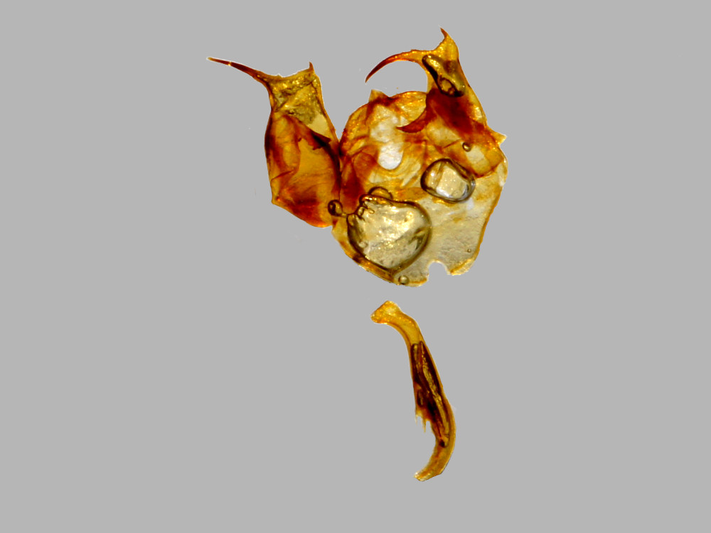 Bild Nr.07275 zum Vergrößern klicken Bild Nr.07275