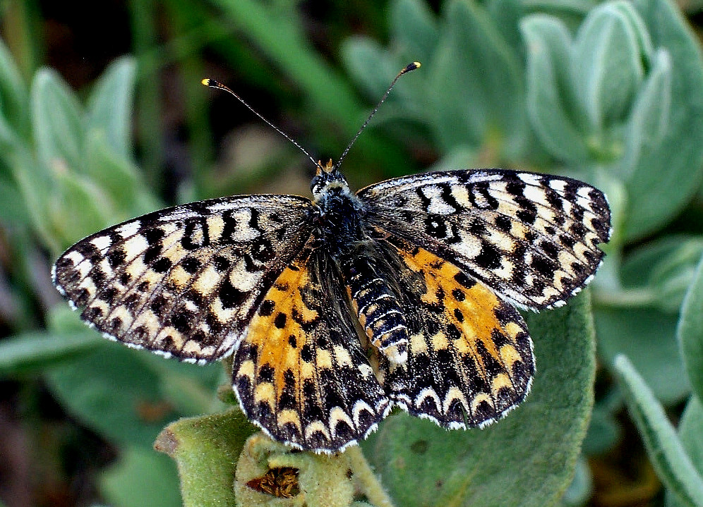 Bild Nr.07275 zum Vergrößern klicken Bild Nr.07275